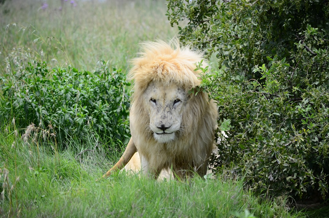 Photo Sautéed Lions Mane